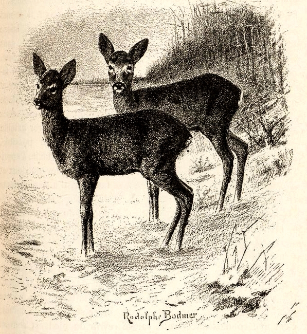 Illustration tirée du Manuel de Vènerie française - Emmanuel Le Couteulx de Canteleu (1890) - Hachette et Cie (Paris) - BnF (Gallica) 20